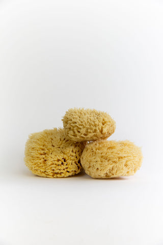 Sea Wool Sponges