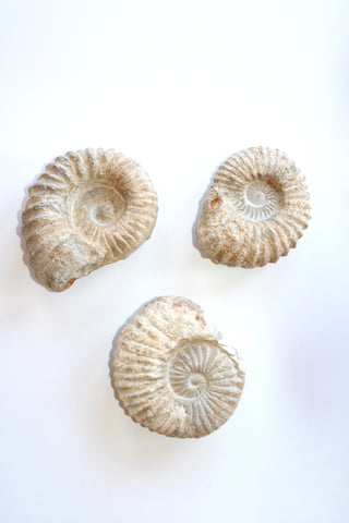 Ammonite Fossil