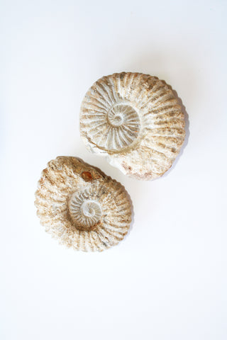 Ammonite Fossil