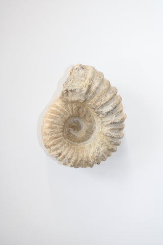 Ammonite Fossil