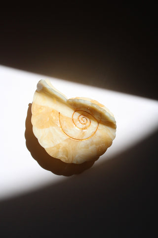 Spiral Shell Hair Claw